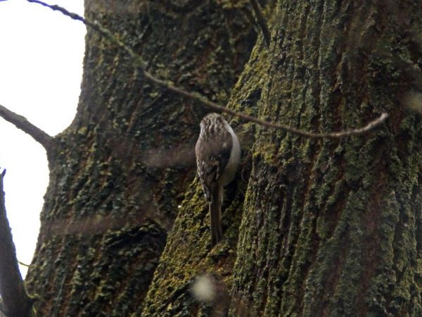 Waldbaumläufer  - Andrzej Tarasiuk