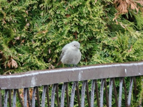 kopciuszek  - Andrzej Tarasiuk