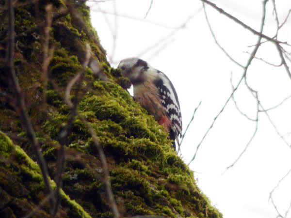 Middle Spotted Woodpecker  - Andrzej Tarasiuk