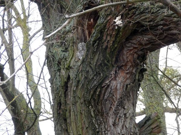 puszczyk  - Andrzej Tarasiuk