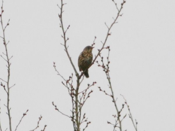 paszkot  - Andrzej Tarasiuk