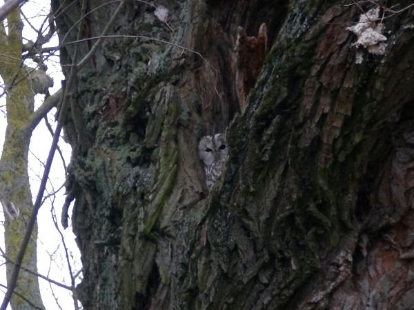 Tawny Owl  - Andrzej Tarasiuk