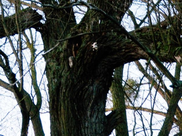 Tawny Owl  - Andrzej Tarasiuk
