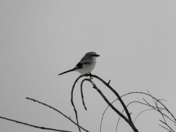 Great Grey Shrike  - Andrzej Tarasiuk