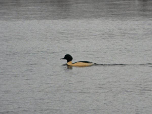 Common Merganser  - Andrzej Tarasiuk