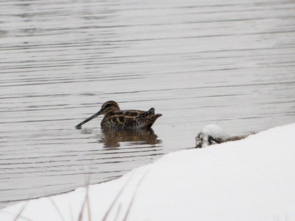 Common Snipe  - Andrzej Tarasiuk