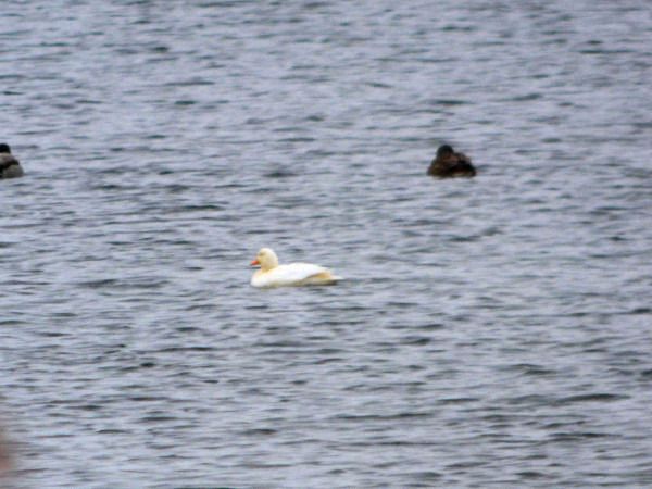 krzyżówka  - Andrzej Tarasiuk