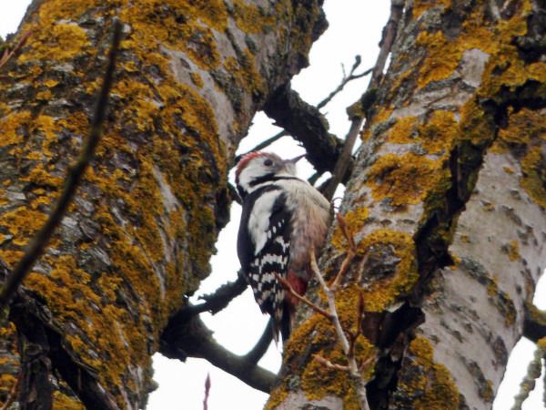 dzięcioł średni  - Andrzej Tarasiuk