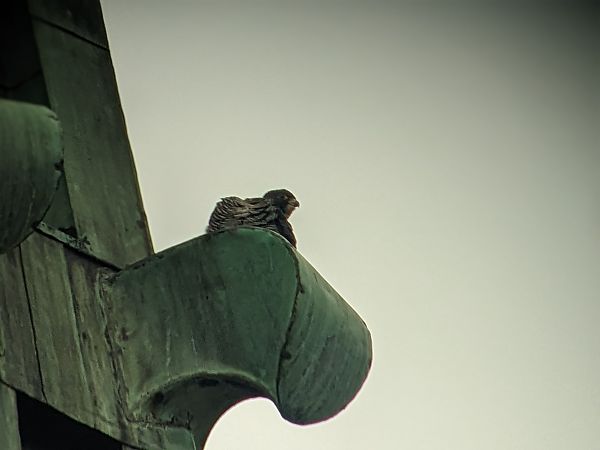 sokół wędrowny  - Andrzej Pałgan