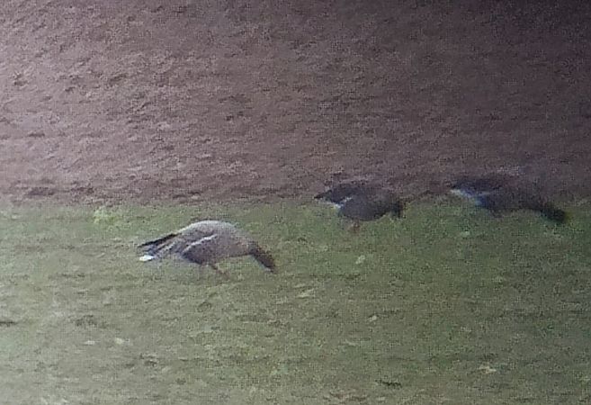 gęś krótkodzioba  - Rafał Kurowski