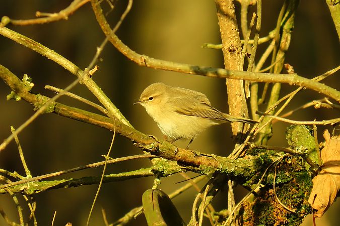 pierwiosnek (syberyjsk, ssp. tristis)  - Rafał Kurowski