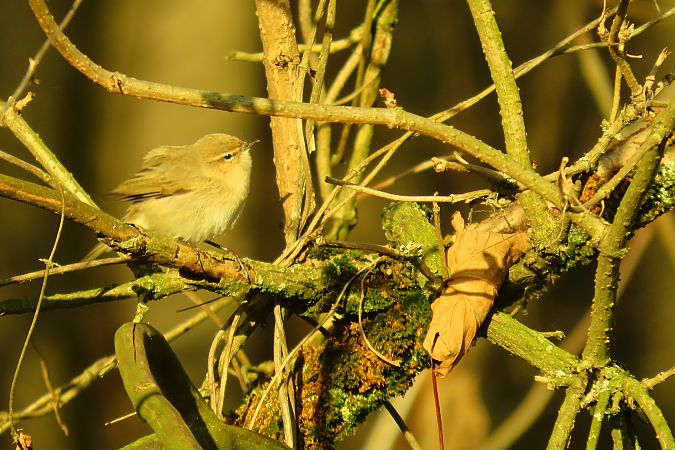 Pouillot de Sibérie  - Rafał Kurowski