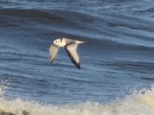 mewa trójpalczasta  - Remigiusz Chlewicki