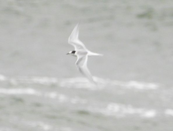 rybitwa popielata  - Remigiusz Chlewicki