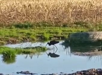 ibis kasztanowaty  - Marcin Sołowiej