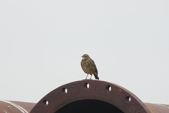 świergotek nadmorski  - Marcin Sołowiej