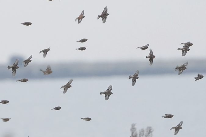 rzepołuch  - Marcin Sołowiej