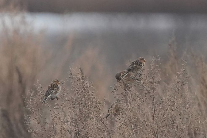 Linotte à bec jaune  - Marcin Sołowiej
