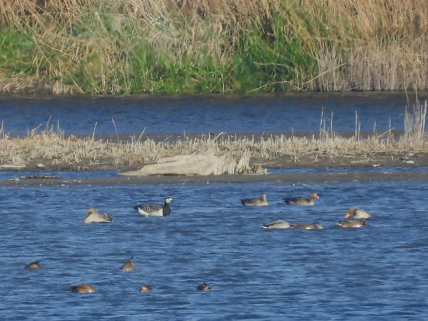 bernikla białolica  - Andrzej Gajowniczek
