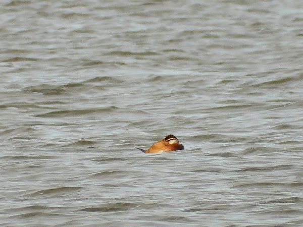 sterniczka  - Andrzej Gajowniczek