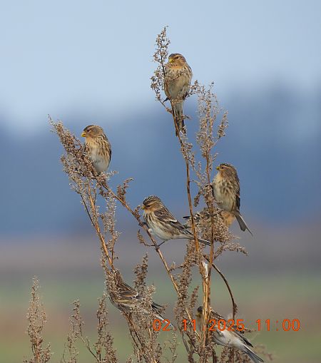 rzepołuch  - Ewa Szczepankiewicz