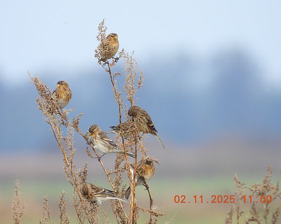 Linotte à bec jaune  - Ewa Szczepankiewicz