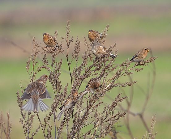 Berghänfling  - Ewa Szczepankiewicz