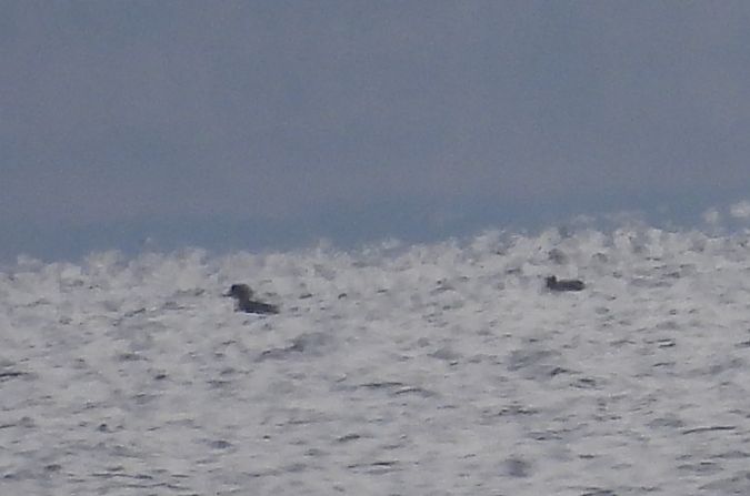 szlachar  - Ewa Szczepankiewicz