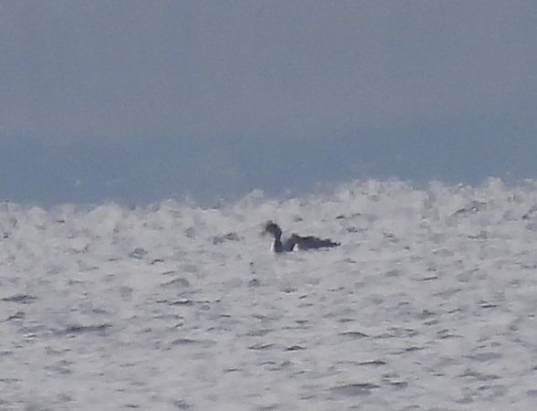 szlachar  - Ewa Szczepankiewicz