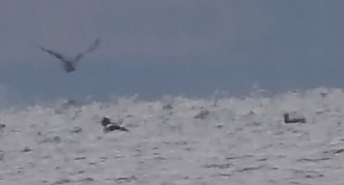 szlachar  - Ewa Szczepankiewicz