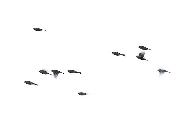 rzepołuch  - Ewa Szczepankiewicz