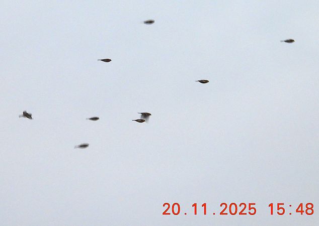 Linotte à bec jaune  - Ewa Szczepankiewicz