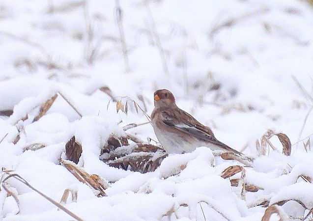 śnieguła  - Ewa Szczepankiewicz