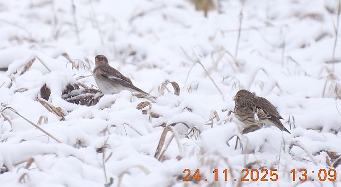 śnieguła  - Ewa Szczepankiewicz