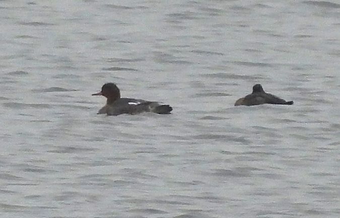 Mittelsäger  - Ewa Szczepankiewicz