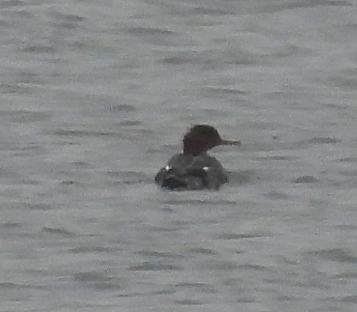 szlachar  - Ewa Szczepankiewicz