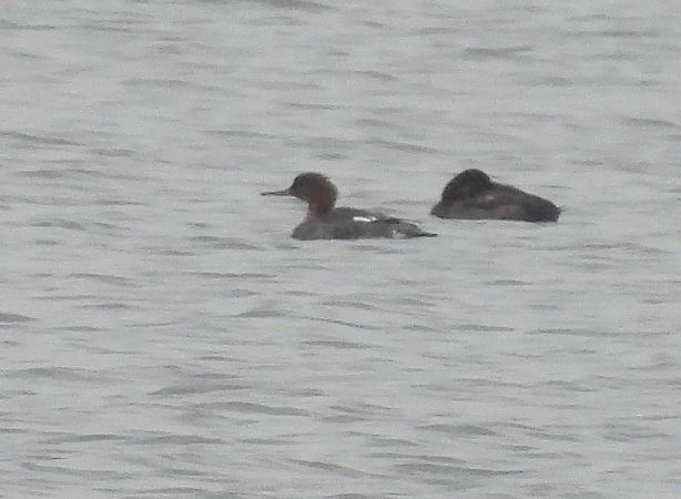 Harle huppé  - Ewa Szczepankiewicz