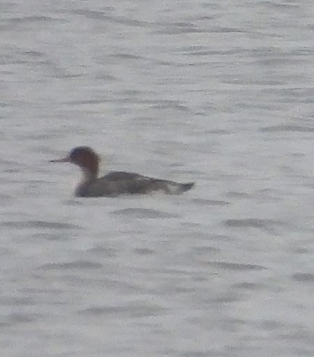 szlachar  - Ewa Szczepankiewicz