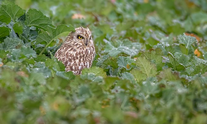 uszatka błotna  - Grzegorz Dąbrowski