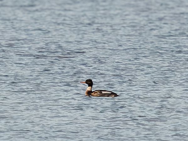 szlachar  - Marcin Piątkowski