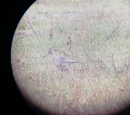 Barge rousse  - Krzysztof Kos