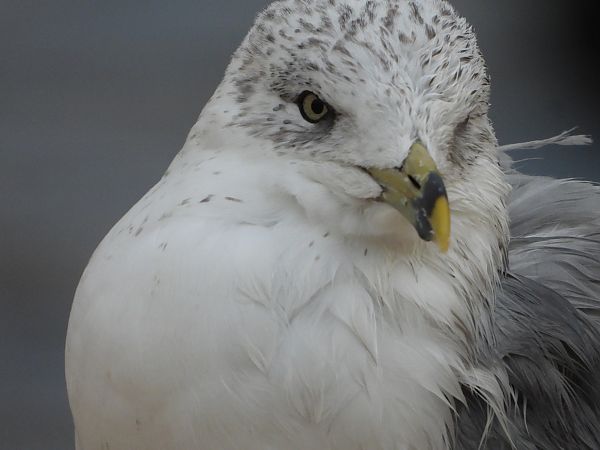 mewa delawarska  - Anna Włodarczak-Komosińska