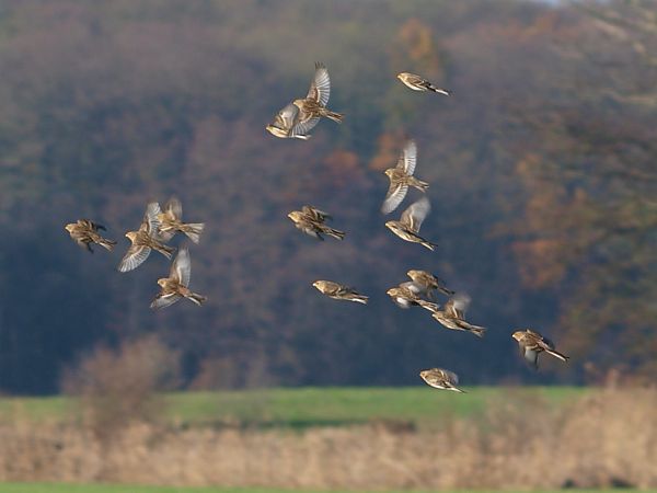 rzepołuch  - Jolanta Adamczyk