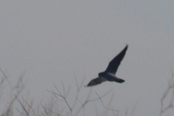 Faucon pèlerin  - Janusz Nowosielski