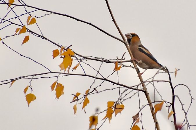 Kernbeisser  - Hanna Żelichowska