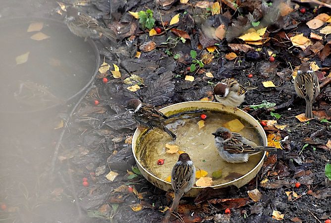 Feldsperling  - Hanna Żelichowska