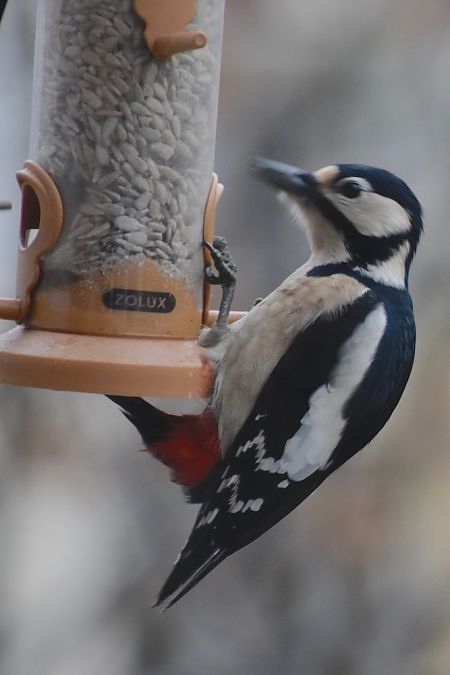 dzięcioł duży  - Hanna Żelichowska