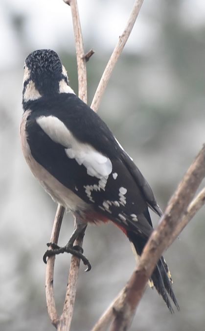 Pic épeiche  - Hanna Żelichowska