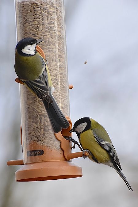 bogatka  - Hanna Żelichowska