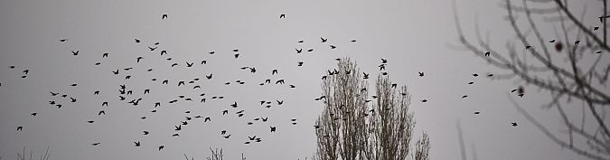 Bohemian Waxwing  - Hanna Żelichowska